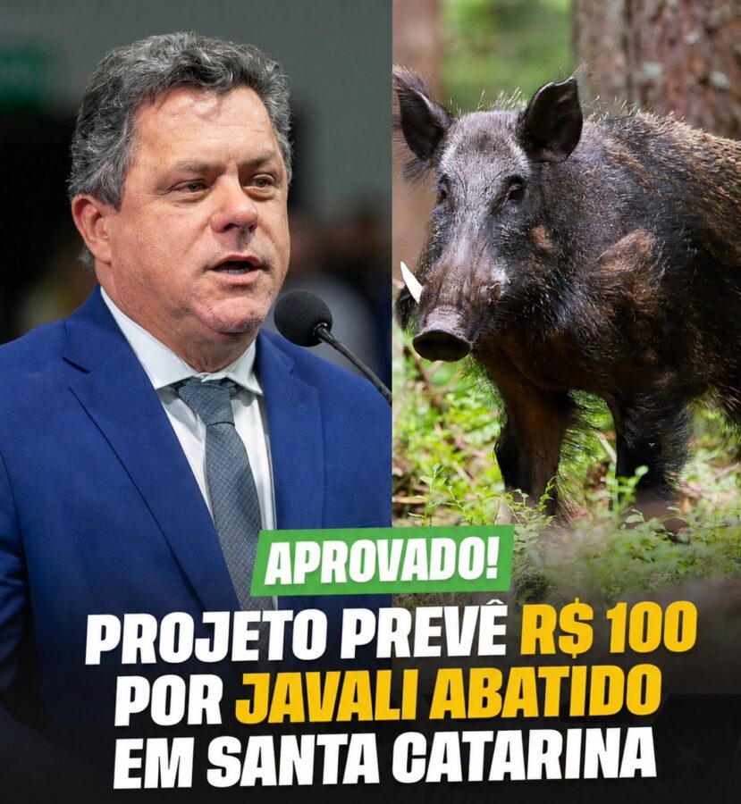 Deputado Ivan Naatz informa que foi aprovado na ALESC o projeto prevê incentivo para controle do javali-europeu em Santa Catarina