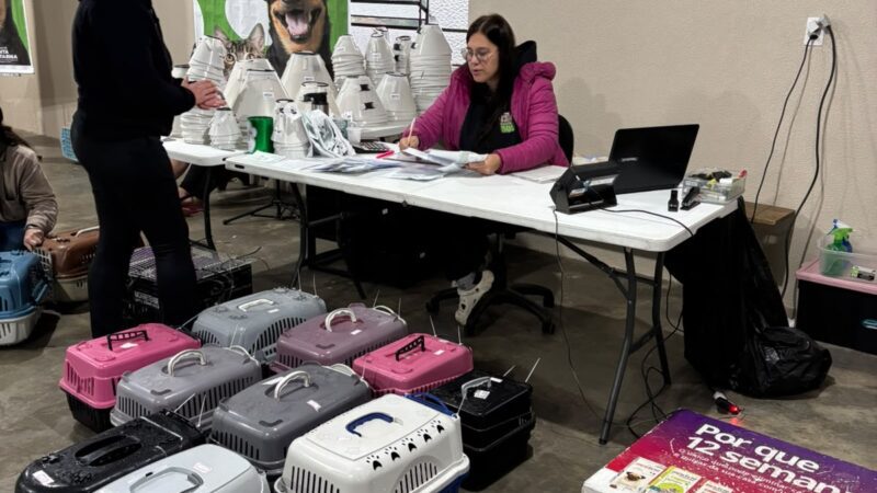 Mutirão do Programa Pet Levado a Sério castra 280 animais e zera fila de espera em São Bento do Sul