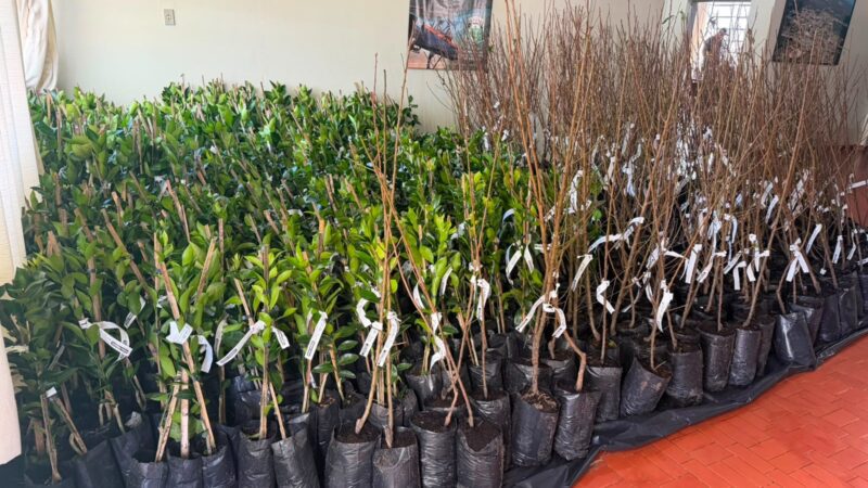 Prefeitura De Campo Alegre Promove Entrega De Mudas Frutíferas Para Fortalecer A Agricultura Familiar