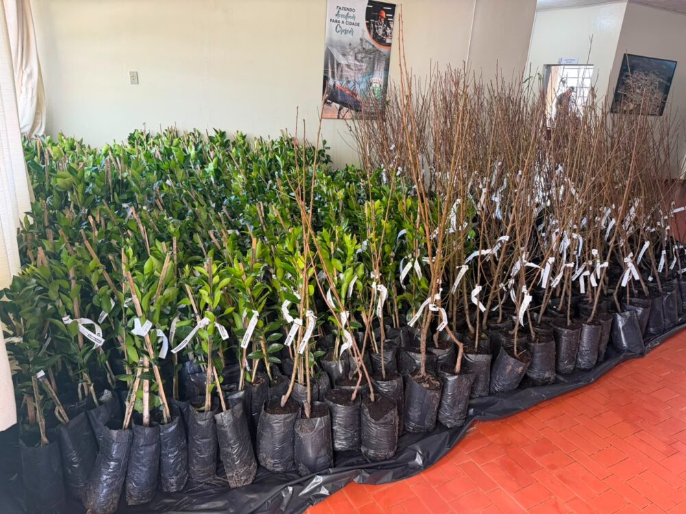Prefeitura De Campo Alegre Promove Entrega De Mudas Frutíferas Para Fortalecer A Agricultura Familiar