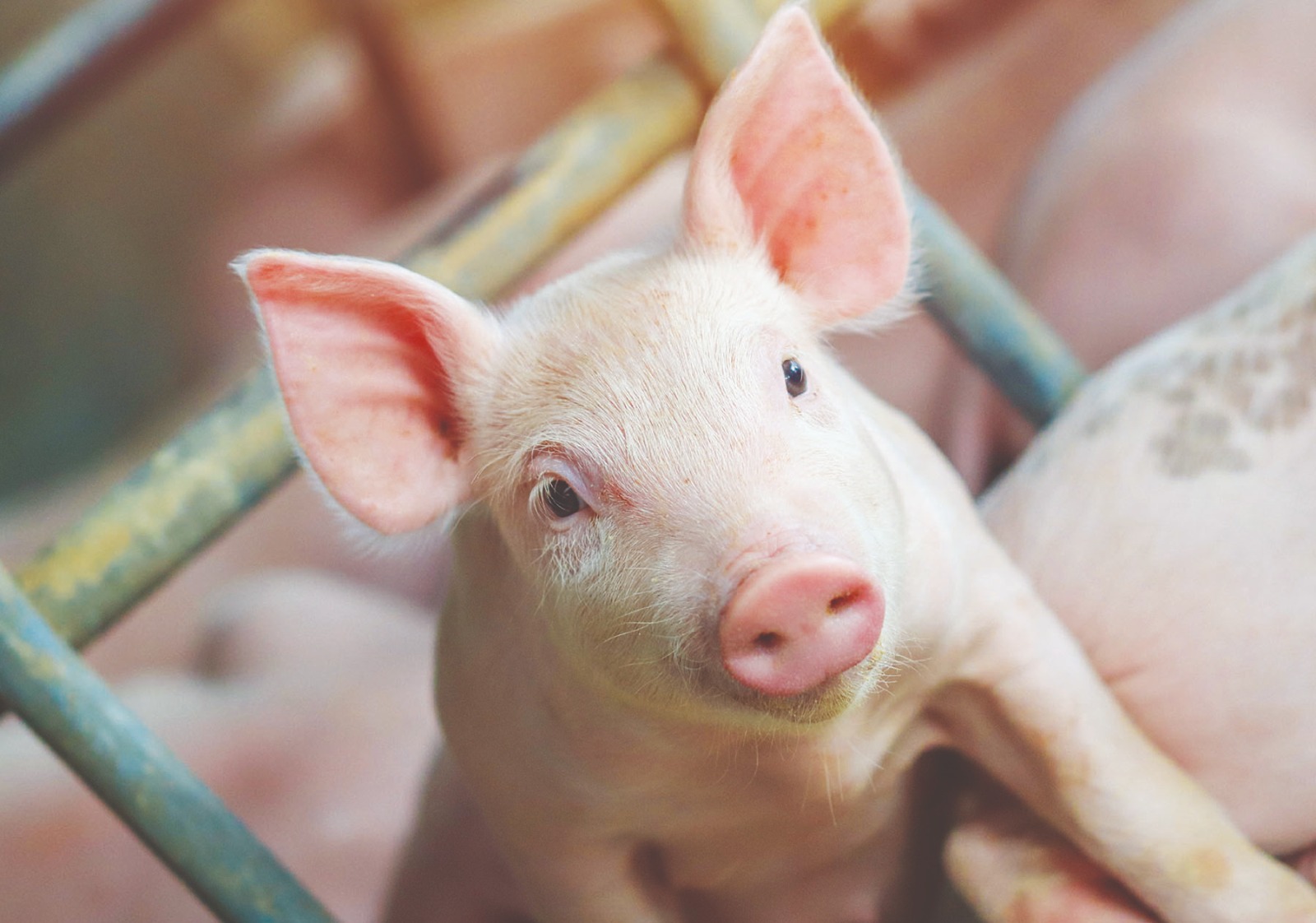 NOVUS leva soluções para saúde intestinal ao SBSS 2026Empresa discute estudo que avalia ácido benzoico protegido e saúde intestinal de leitões