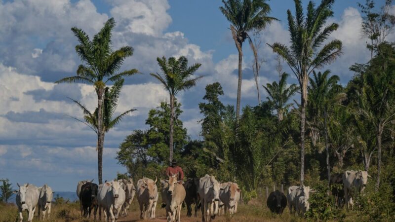 Radiografia da pecuária nacional revela proporções curiosas