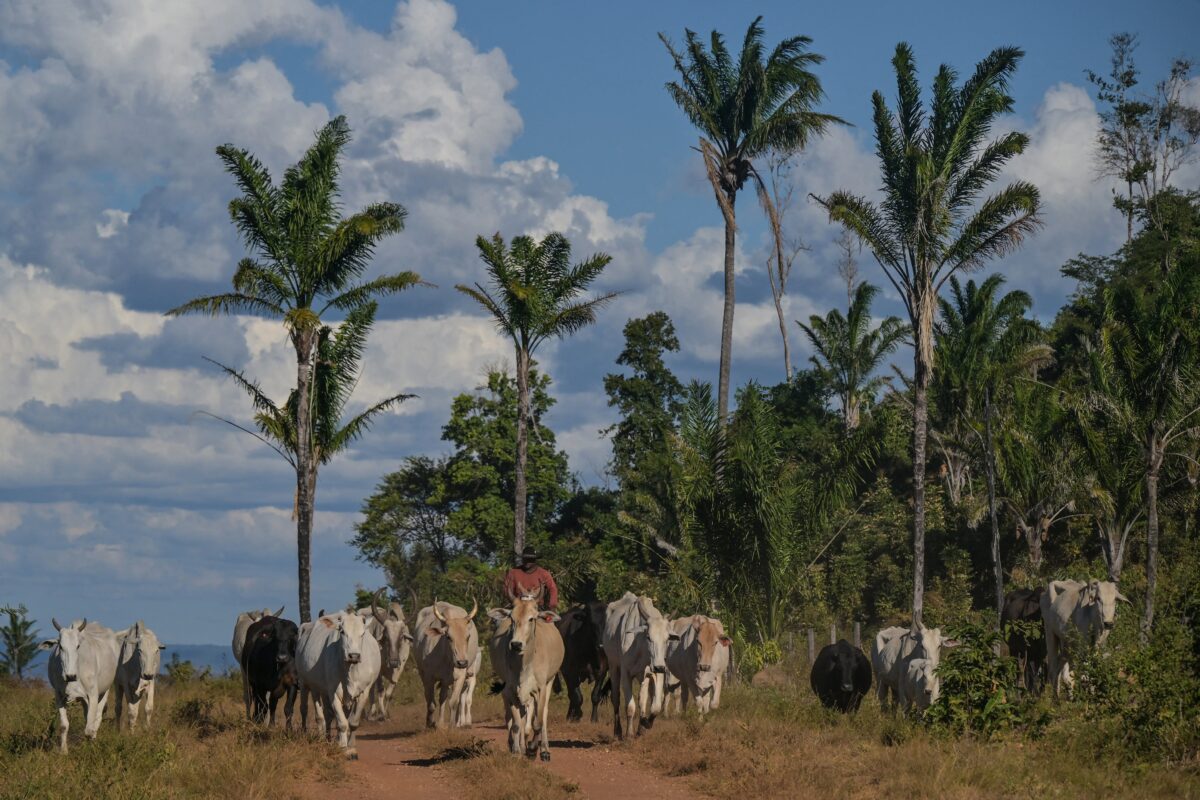 Radiografia da pecuária nacional revela proporções curiosas