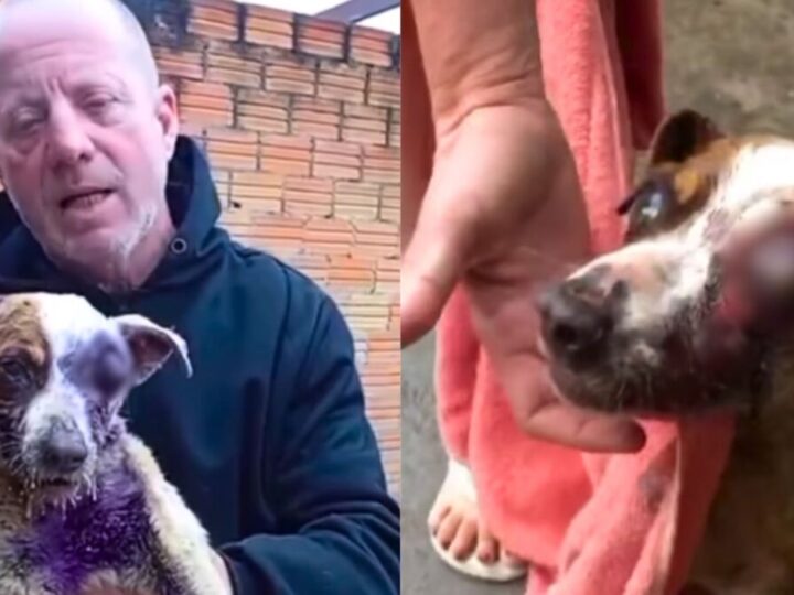 Cão é resgatado em SC com larvas e olho deslocado após maus-tratos