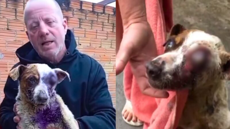 Cão é resgatado em SC com larvas e olho deslocado após maus-tratos