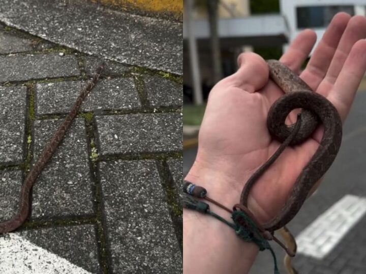 Cobra é encontrada dentro de hospital em Jaraguá do Sul
