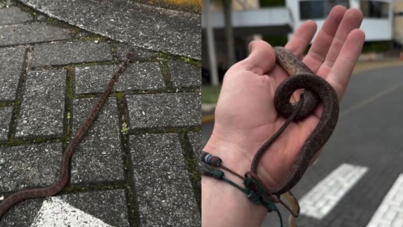 Cobra é encontrada dentro de hospital em Jaraguá do Sul