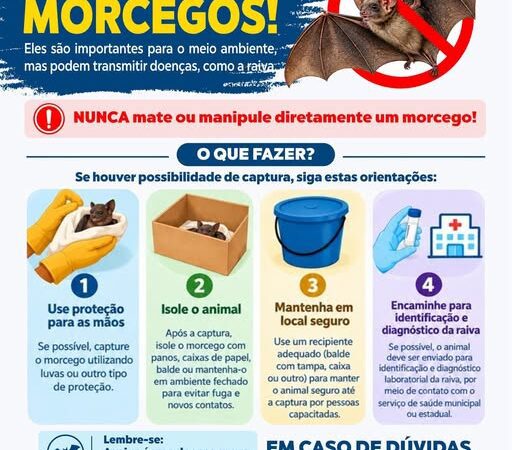 Aumento de morcegos exige atenção e cuidados da população em Monte Castelo