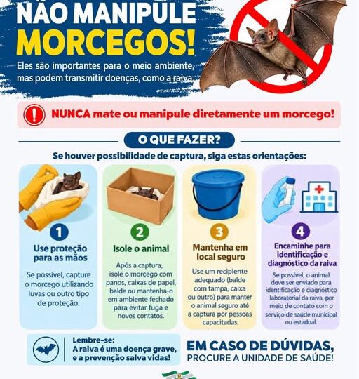 Aumento de morcegos exige atenção e cuidados da população em Monte Castelo