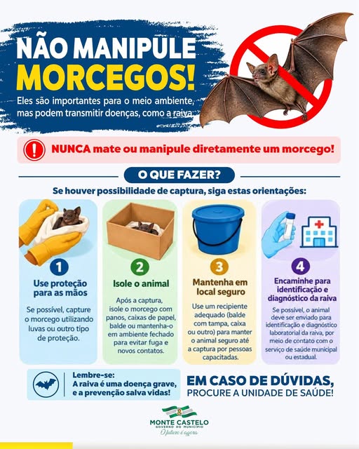 Aumento de morcegos exige atenção e cuidados da população em Monte Castelo