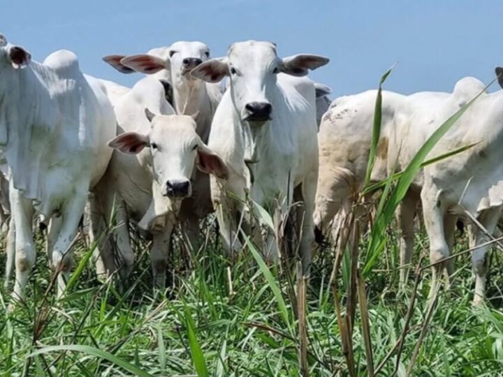 China eleva tarifa da carne bovina do Brasil para 67%