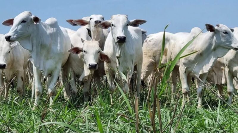 China eleva tarifa da carne bovina do Brasil para 67%