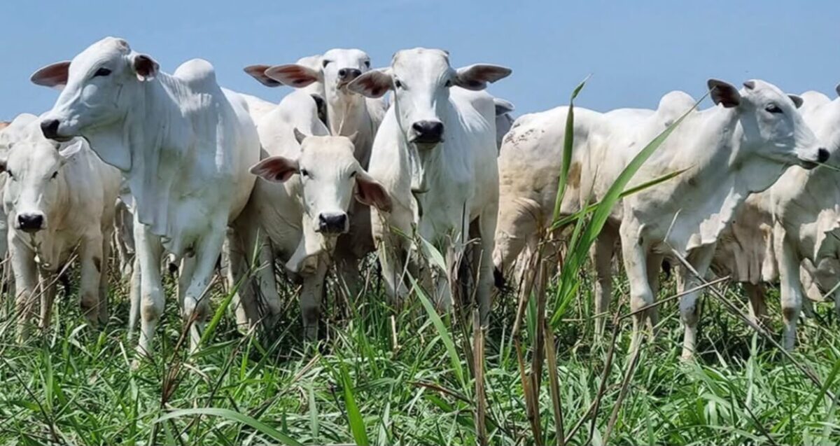 China eleva tarifa da carne bovina do Brasil para 67%