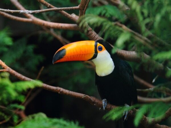 Confederação nacional da indústria leva pautas globais à COP17