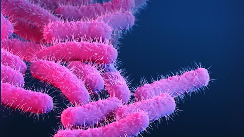 Diarreia transmitida sexualmente mostra resistência a antibióticos