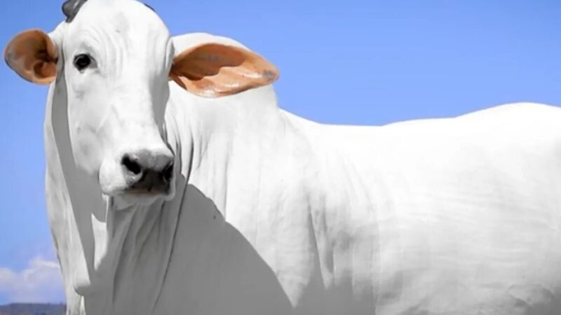 Embrapa lança cartilha gratuita sobre genética no nelore