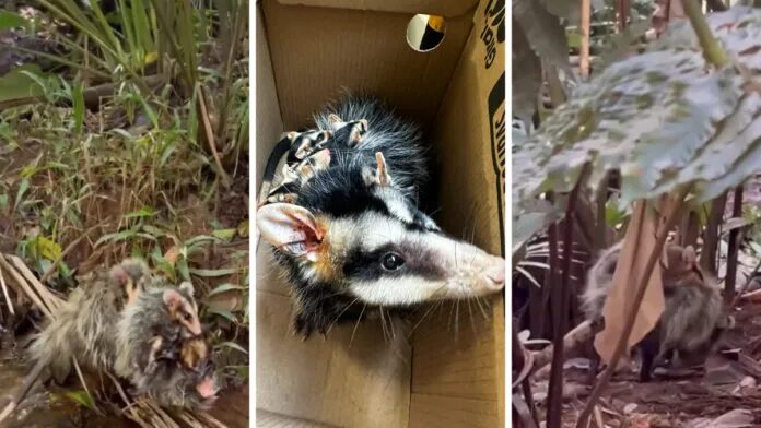 Gambá resgatada adota órfãos e volta à natureza em Blumenau