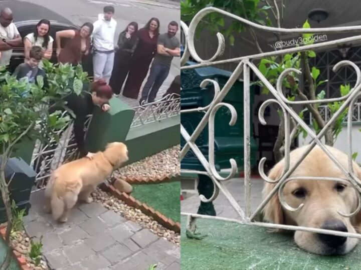 Golden retriever vira celebridade e atrai 300 pessoas em um só dia no litoral catarinense