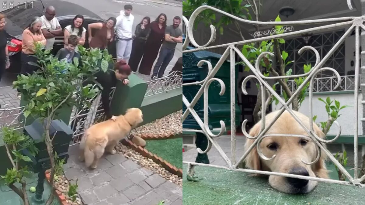 Golden retriever vira celebridade e atrai 300 pessoas em um só dia no litoral catarinense
