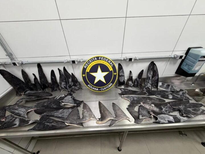 Apreensão recorde de barbatanas de tubarão ocultas como sardinha em SC