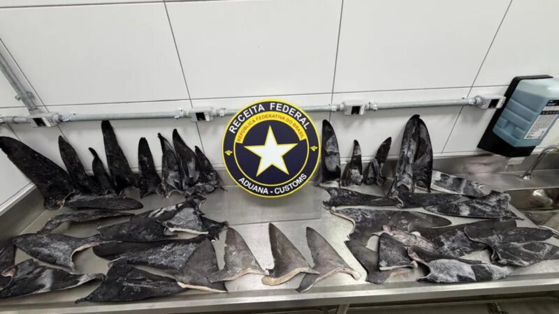 Apreensão recorde de barbatanas de tubarão ocultas como sardinha em SC