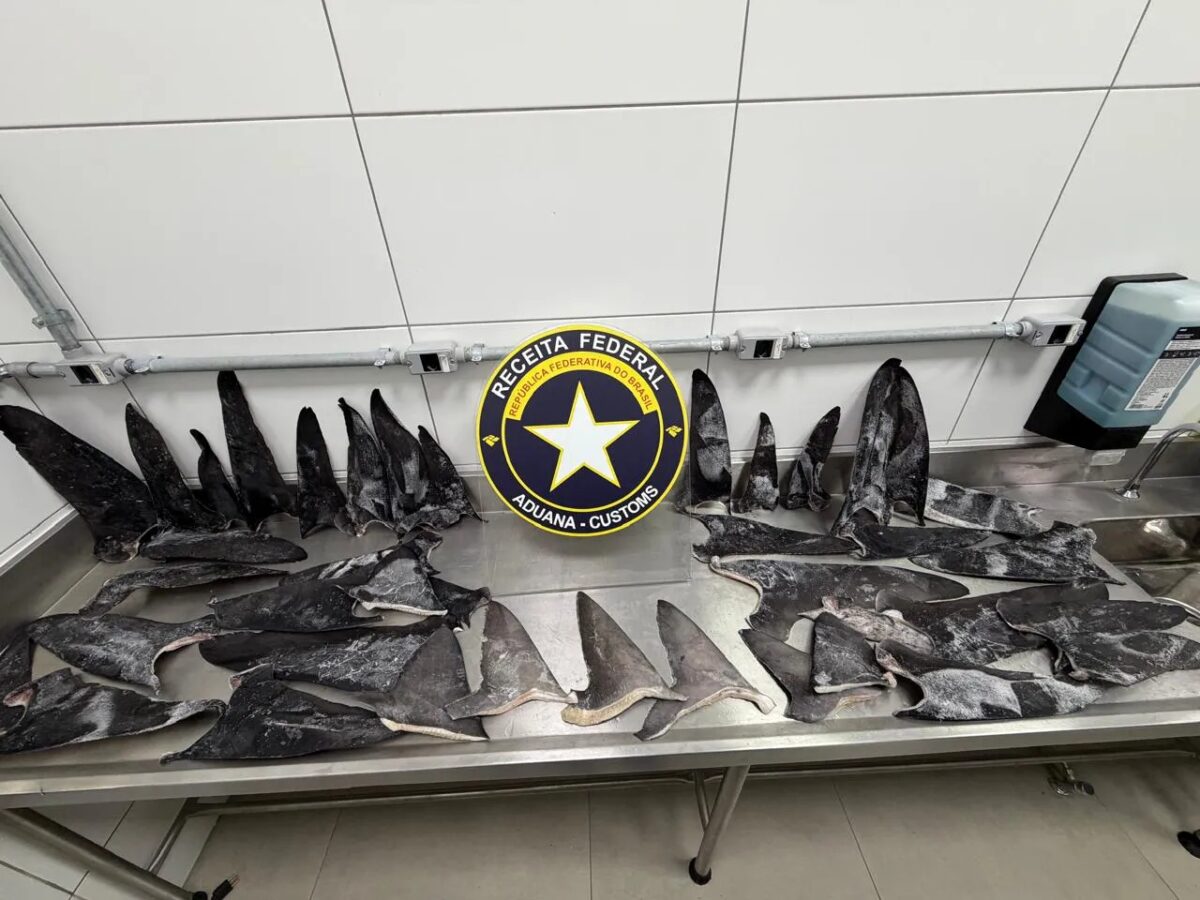 Apreensão recorde de barbatanas de tubarão ocultas como sardinha em SC