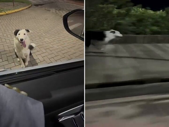 Cachorro corre 7 km ao lado de carro em Balneário Piçarras