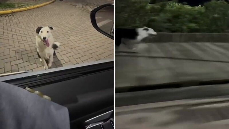 Cachorro corre 7 km ao lado de carro em Balneário Piçarras