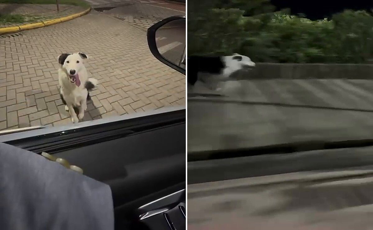 Cachorro corre 7 km ao lado de carro em Balneário Piçarras