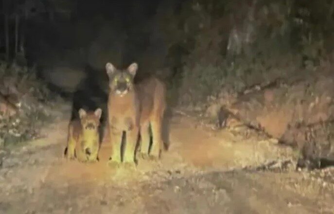 Onça-parda e filhote são filmados caminhando em rodovia de Botuverá
