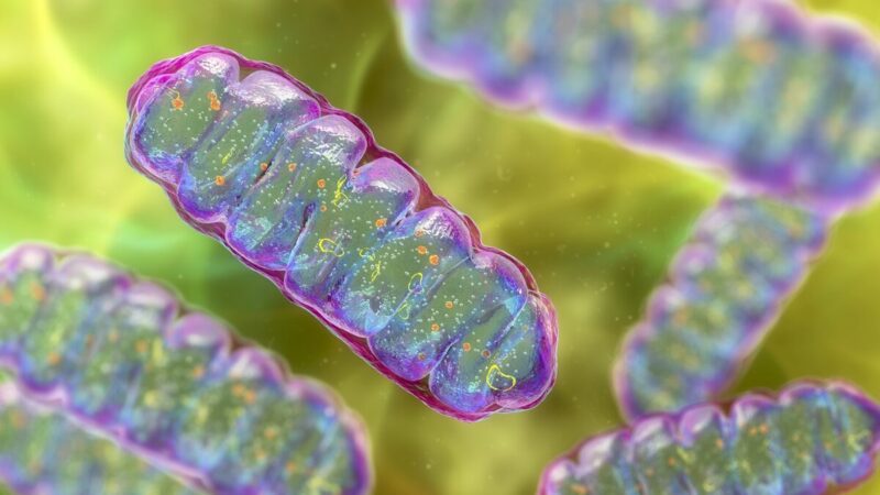 Proteína muscular pode abrir caminho para novos remédios de diabetes