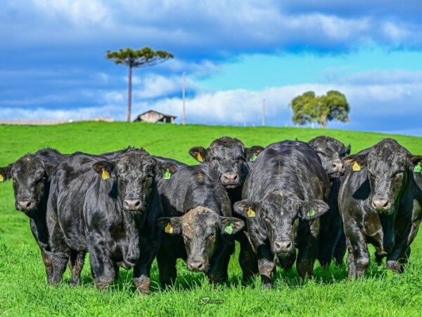 Ultrablack lidera preços em leilões de touros em Santa Catarina